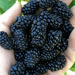 Ежевика садовая Brzezina