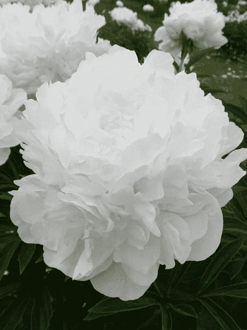 Пион травянистый Madame Claude Tain