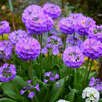 Примула мелкозубчатая Лилак