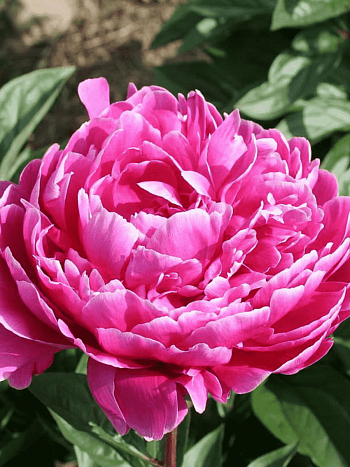 Пион Молочноцветковый Sebastiaan Maas