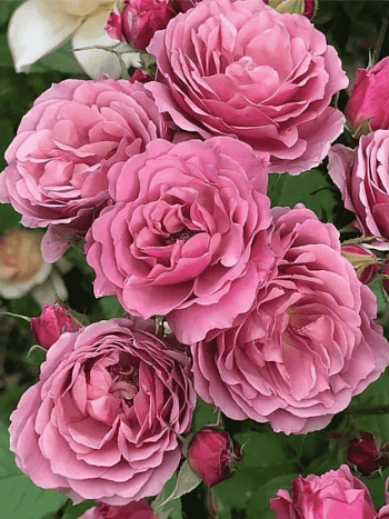 Роза Флорибунда Aoi