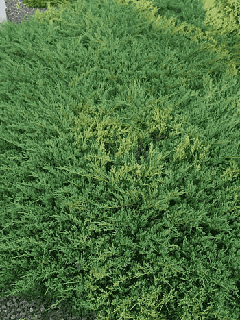 Можжевельник горизонтальный Andorra Compact