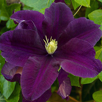 Клематис крупноцветковый Варшавска Найк
