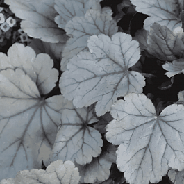 Гейхера Silver Gumdrop