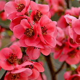 Айва превосходная Pink Queen