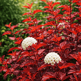 Пузыреплодник калинолистный Diable D'Or