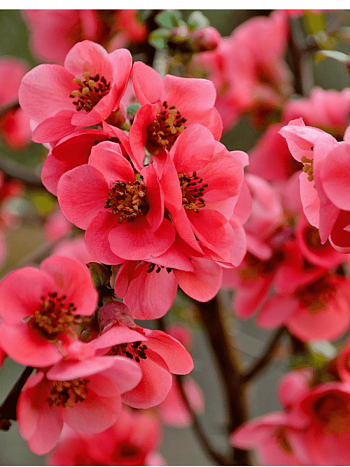 Айва превосходная Pink Queen