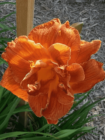 Лилейник гибридный Doublelicious