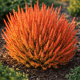 Вереск обыкновенный Zora