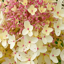 Гортензия метельчатая Pandria