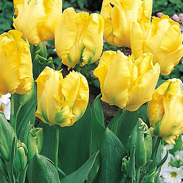 Тюльпан попугайный  Йеллоу Сан Тюльпан попугайный  Йеллоу Сан