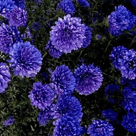 Астра Ново-бельгийская Henry I Blue