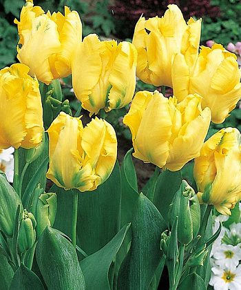 Тюльпан попугайный  Йеллоу Сан