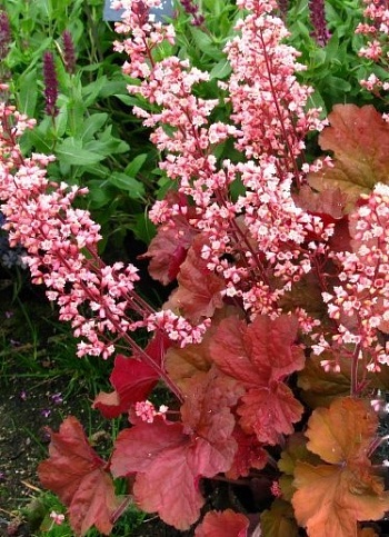 Гейхера Pink Pearls