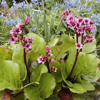 Бадан гибридный Бэби Долл