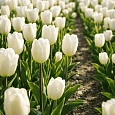 Тюльпан ранний White Prince