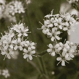 Гипсофила пучковая Silverstar