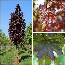 Клен остролистный Кримсон Центри Клен остролистный Кримсон Центри