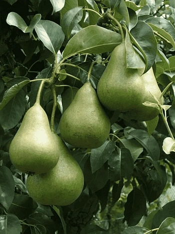 Груша Осенняя Яковлева