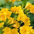 Фрезия Double Yellow