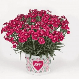 Гвоздика садовая BFF Red