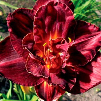 Лилейник гибридный Бургунди Лав