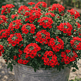 Вербена гибридная Compact Lava Red