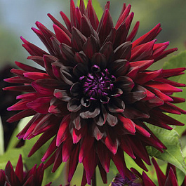 Георгина Полукактусовая Блэк Визард