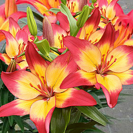 Лилия азиатская горшечная Танджерин Джой