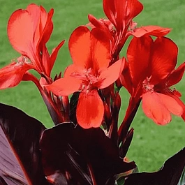 Канна  Black Knight