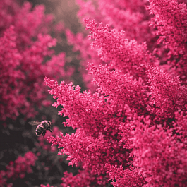 Астильба Арендса Heavy Metal