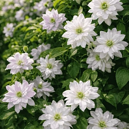 Клематис Dancing Dorien