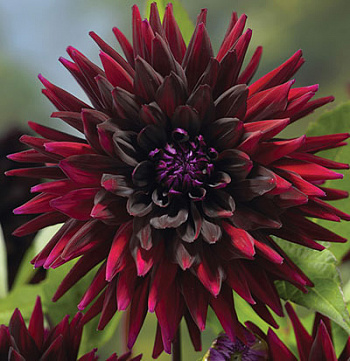 Георгина Полукактусовая Блэк Визард