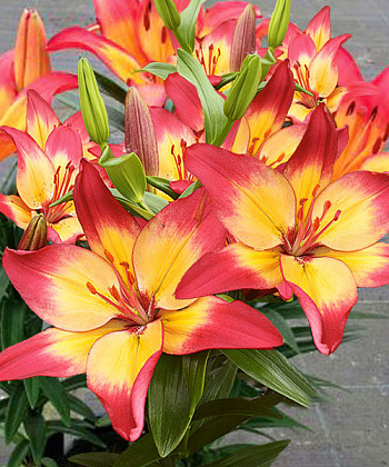 Лилия азиатская горшечная Танджерин Джой