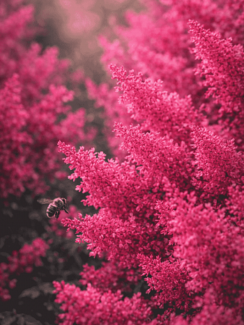 Астильба Арендса Heavy Metal