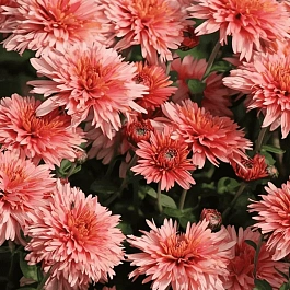 Хризантема корейская Сюрприз