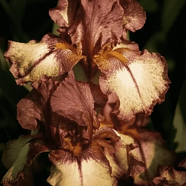 Ирис германский Burgundy Brown