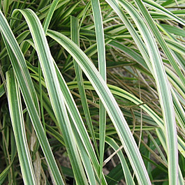 Вейник остроцветковый Овердам