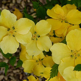 Керрия японская Голден Гуинеа