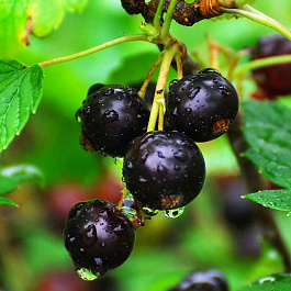 Смородина черная Нара Смородина черная Нара