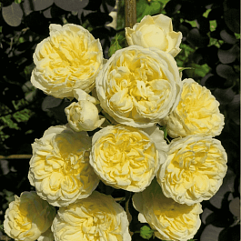 Роза Английская кустовая The pilgrim