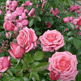 Роза Чайно-гибридная Bermuda