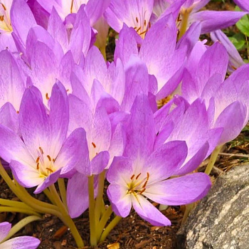 Безвременник Джайант Безвременник Джайант