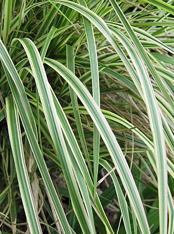 Вейник остроцветковый Овердам