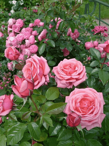 Роза Чайно-гибридная Bermuda