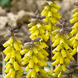 Мускари Golden Fragrance