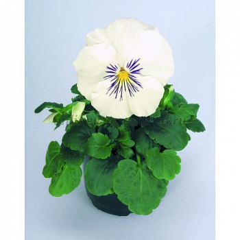 Виола крупноцветковая Кетс Вайт