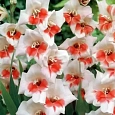 Гладиолус Mary Housley