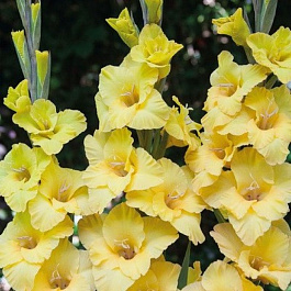 Гладиолус Бамбино Примадонна