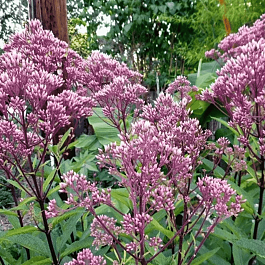 Посконник пятнистый Little Joe